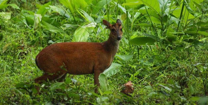 Bardhaman Sexy - Wildlife Wing :: Directorate of Forests Govt. of West Bengal